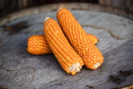 Argentino Cateto Orange Flint Corn