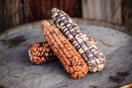 Kentucky Rainbow Dent Corn